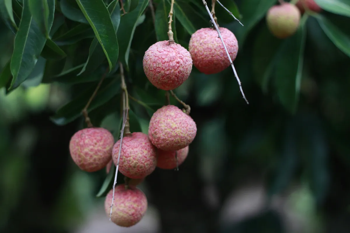 Cluster of ripe lychee fruits with pink-red bumpy skin hanging from a branch among dark green leaves