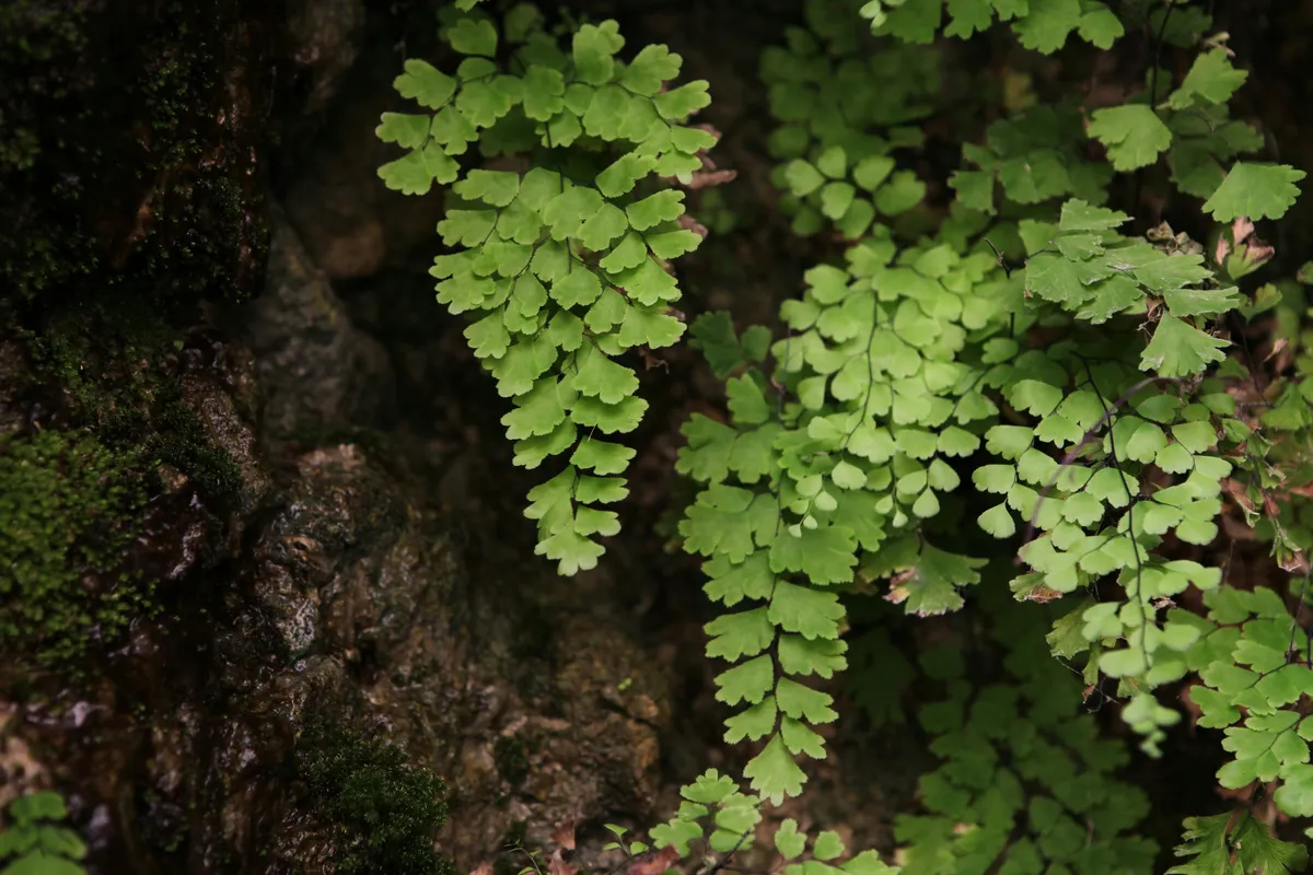 Close-up of delicate maidenhair fern fronds with small fan-shaped green leaves