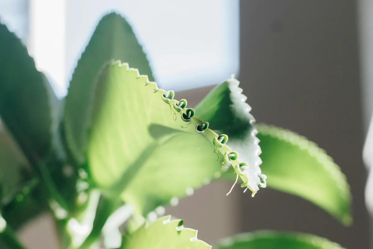 Close-up of white mealybugs clustered on green houseplant leaves showing a common pest infestation