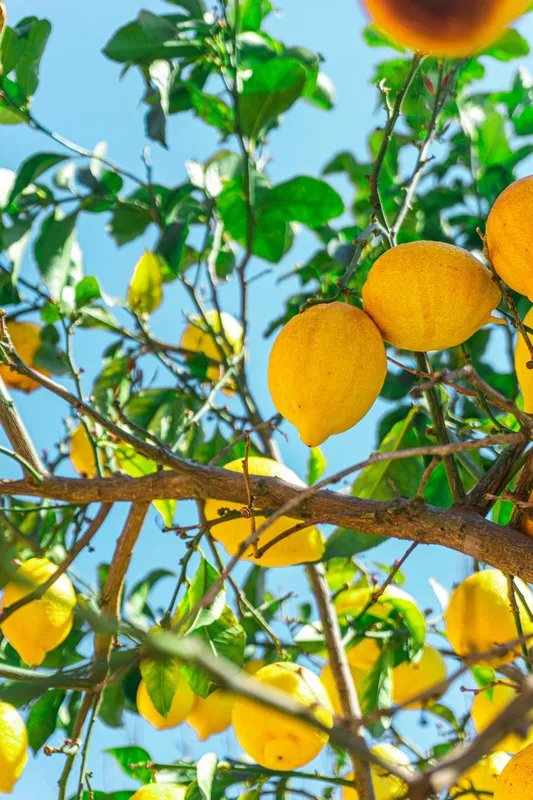 Lemon tree branch heavy with ripe yellow lemons against a bright blue sky