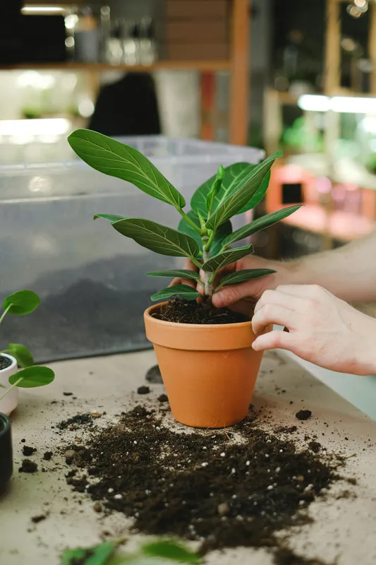 Green houseplant in a terracotta clay pot surrounded by dark potting soil on a table