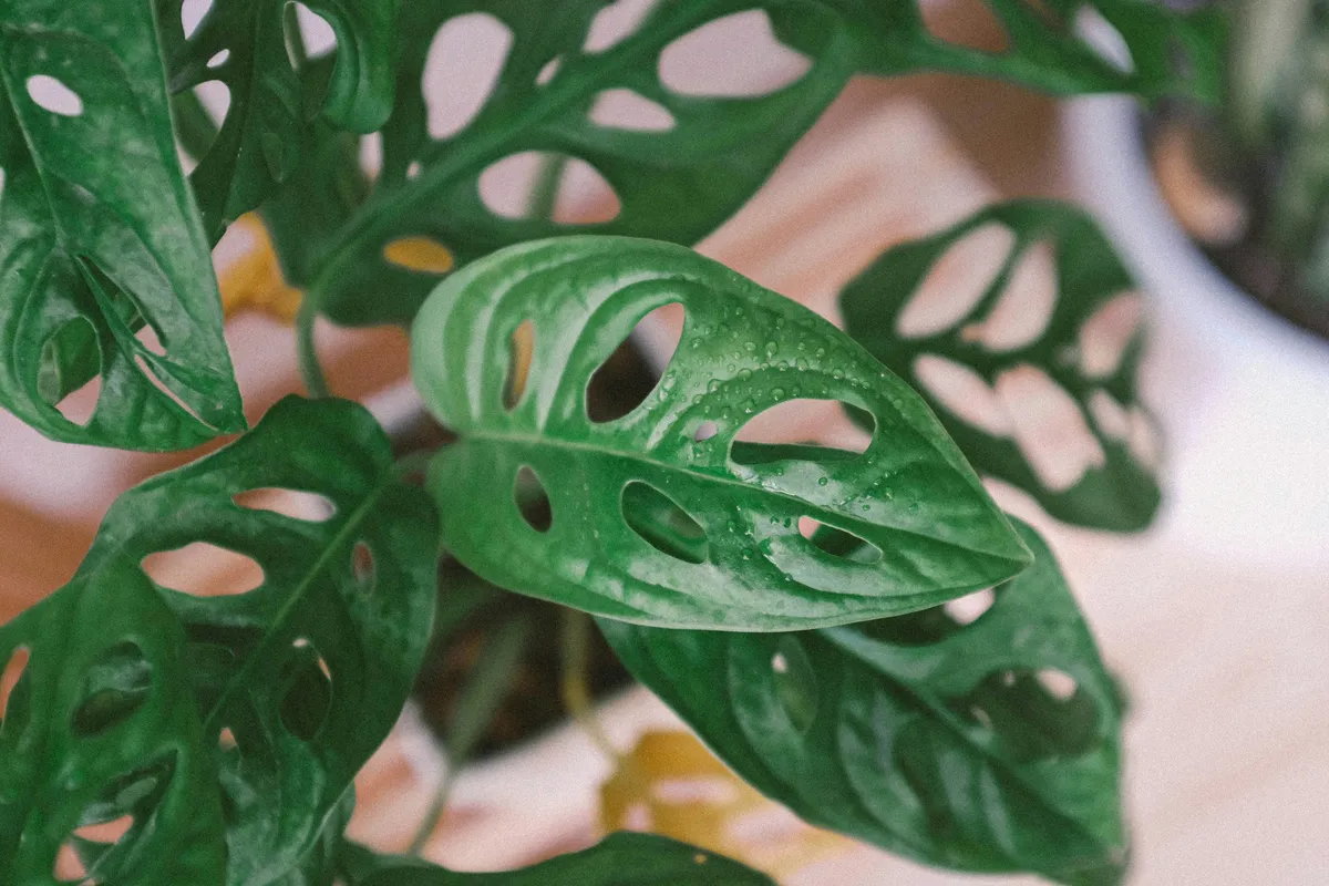 Close-up of Monstera adansonii leaves with characteristic oval holes and water droplets on dark green foliage
