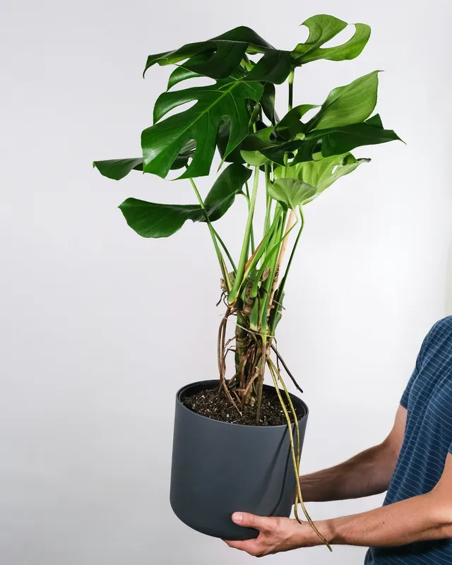 Monstera deliciosa plant with large split green leaves and visible brown aerial roots in a dark gray pot, held by a person