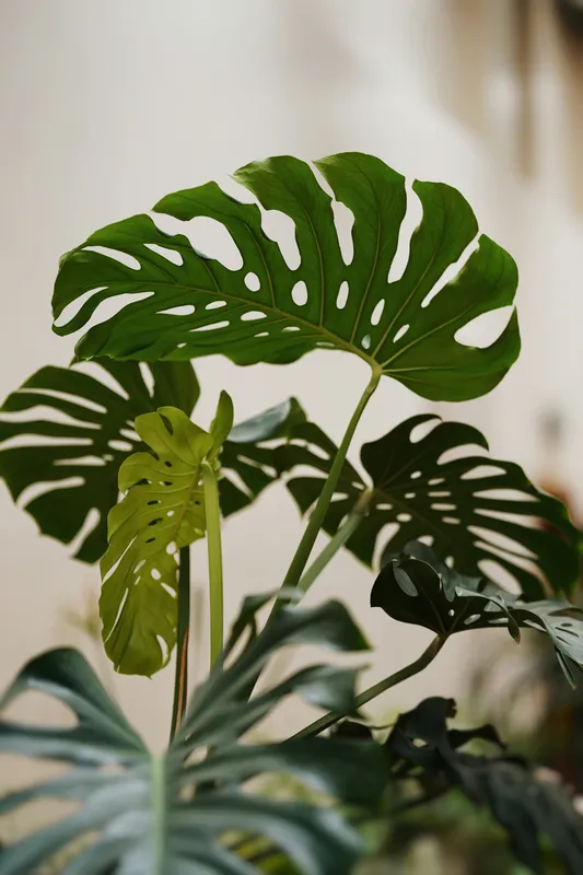 Monstera deliciosa plant with large split green leaves and a new unfurling leaf, against a light neutral background