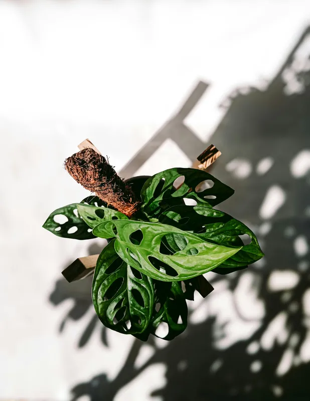 Monstera plant with dark green leaves climbing a bark pole in a bright minimalist setting