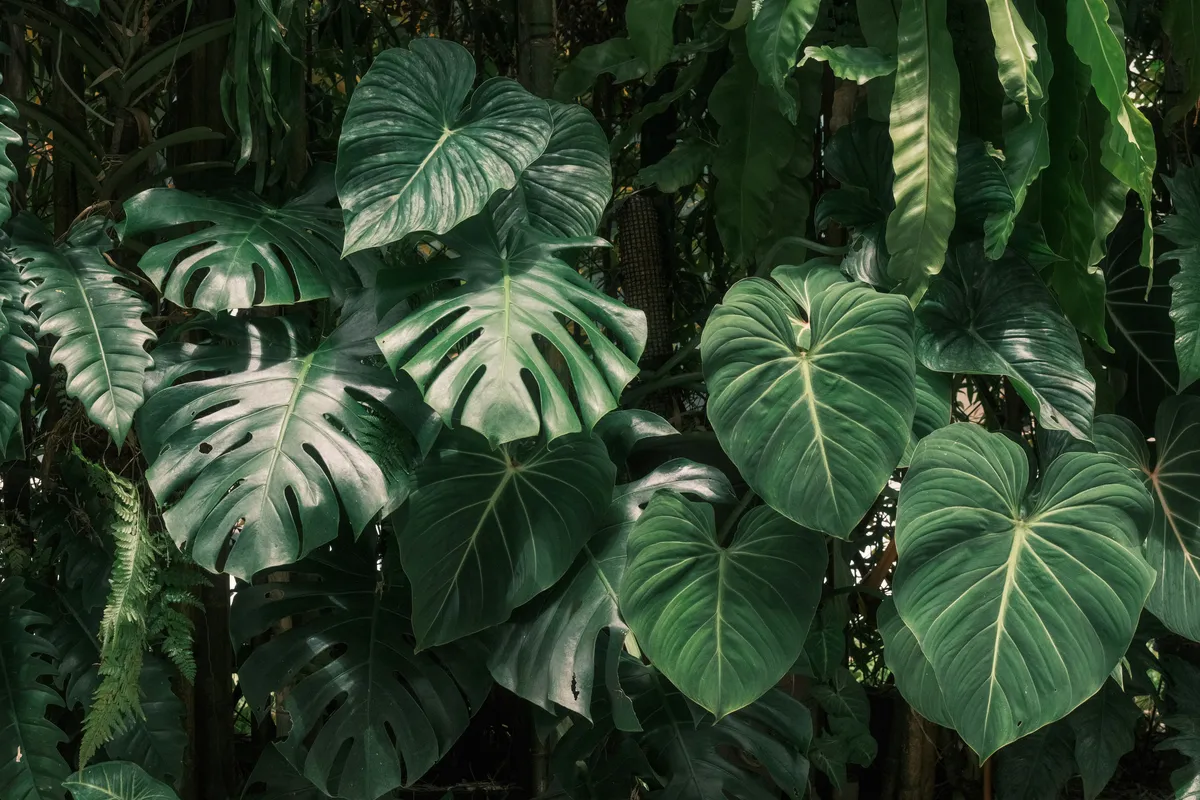 Large green monstera leaves with fenestrations (splits and holes) growing in a lush tropical setting