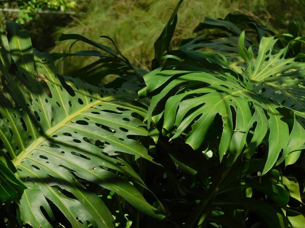 Lush green monstera deliciosa leaves showing characteristic fenestrations and splits in natural outdoor setting