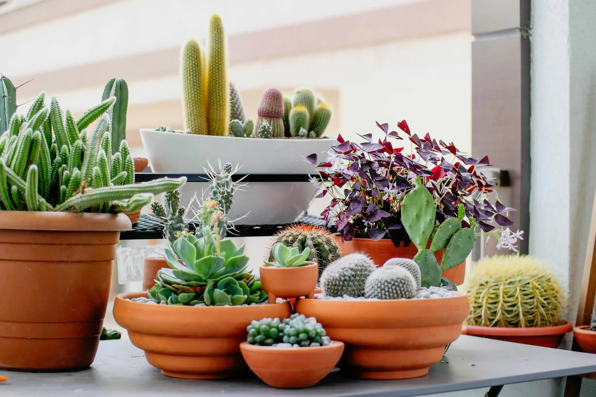 Collection of potted cacti and succulents in terracotta pots arranged on a table near a window