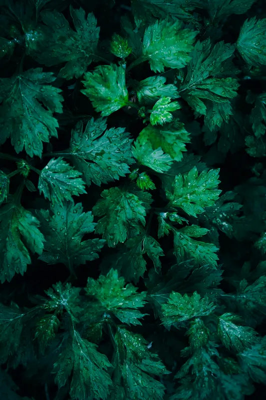 Close-up of a green leafy mugwort (Artemisia) plant showing its deeply lobed silvery-green foliage