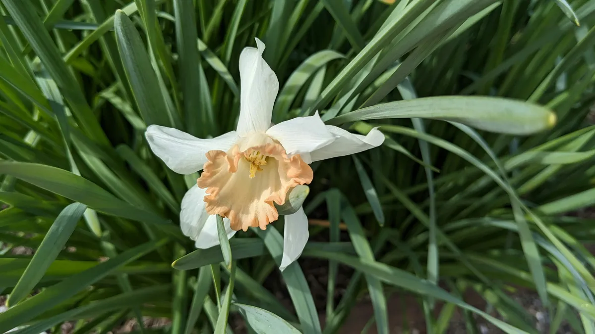 White narcissus flower with orange center cup and green leaves in natural light