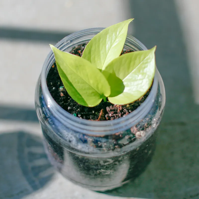 Neon pothos plant with bright chartreuse yellow-green leaves growing in a glass jar with dark potting soil