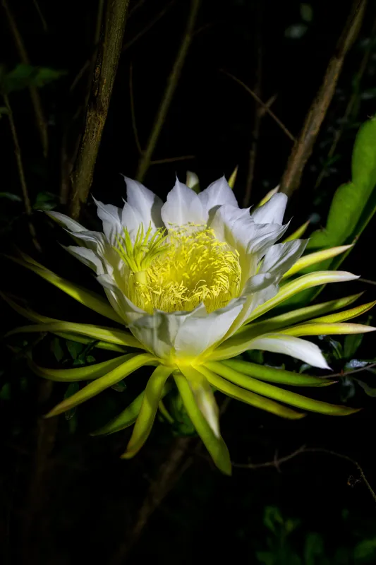 Large white night-blooming cereus flower with delicate petals and bright yellow stamens in full bloom