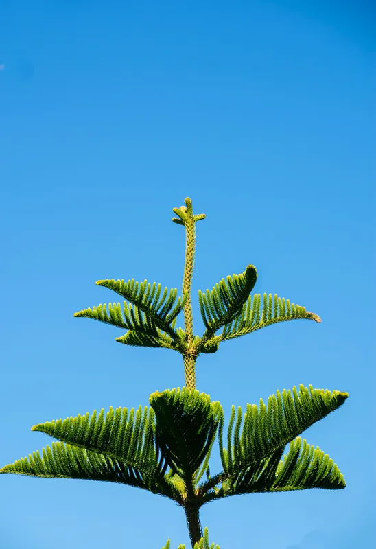 Top of a Norfolk Island Pine tree showing symmetrical green branches with needle-like leaves against a clear blue sky
