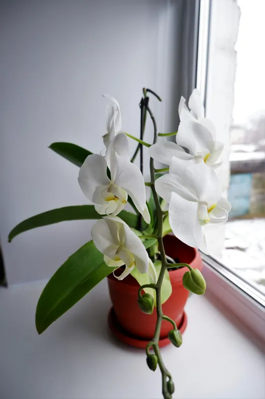 White Phalaenopsis orchid with cascading blooms in a terracotta pot on a bright windowsill