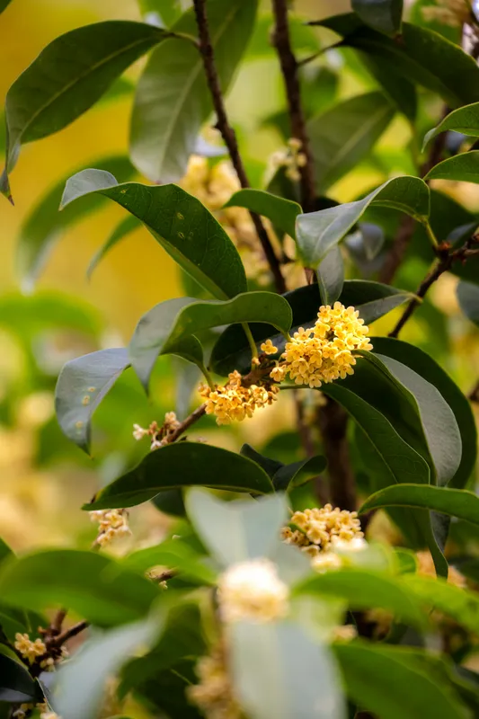 Small golden yellow osmanthus flowers blooming among green leaves on a tree branch