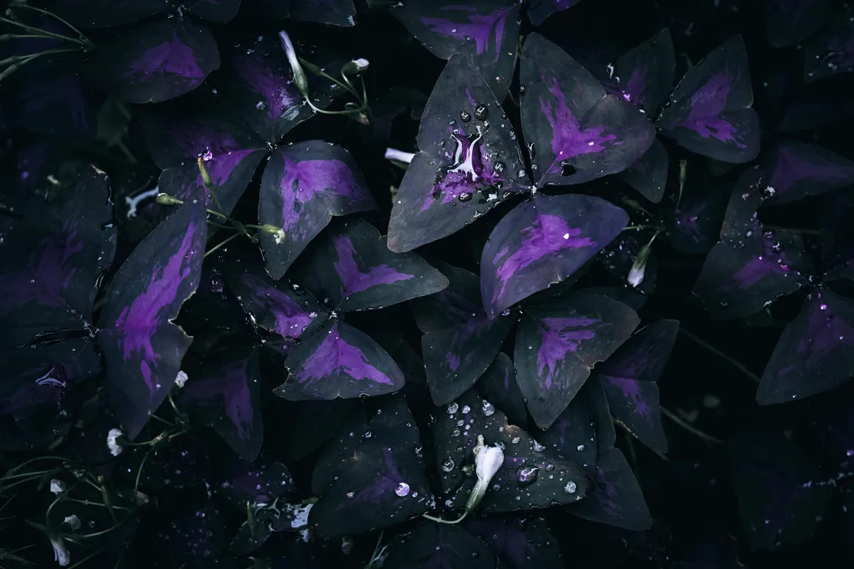 Deep purple triangular leaves of an Oxalis triangularis plant with small water droplets on the foliage