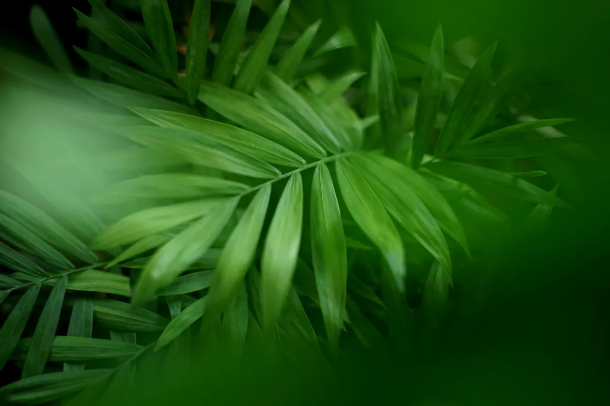 Lush green parlor palm fronds with delicate feathery leaflets fanning outward
