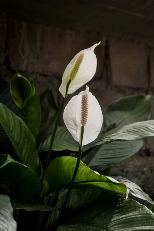 Peace lily plant with white spathe flowers and glossy dark green leaves against a dark background