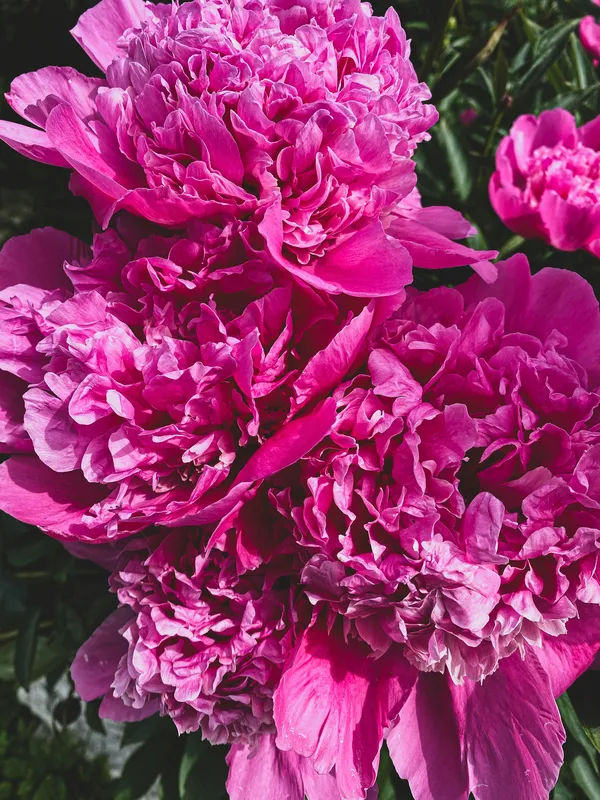 Bright magenta-pink peony flowers in full bloom with lush ruffled petals and dark green foliage