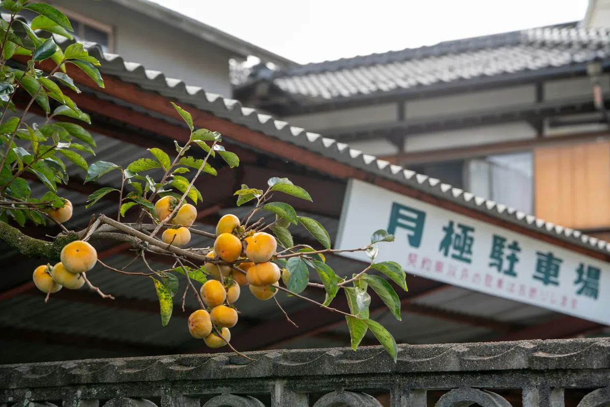 Ripe orange persimmon fruits hanging from a tree branch with autumn foliage in the background