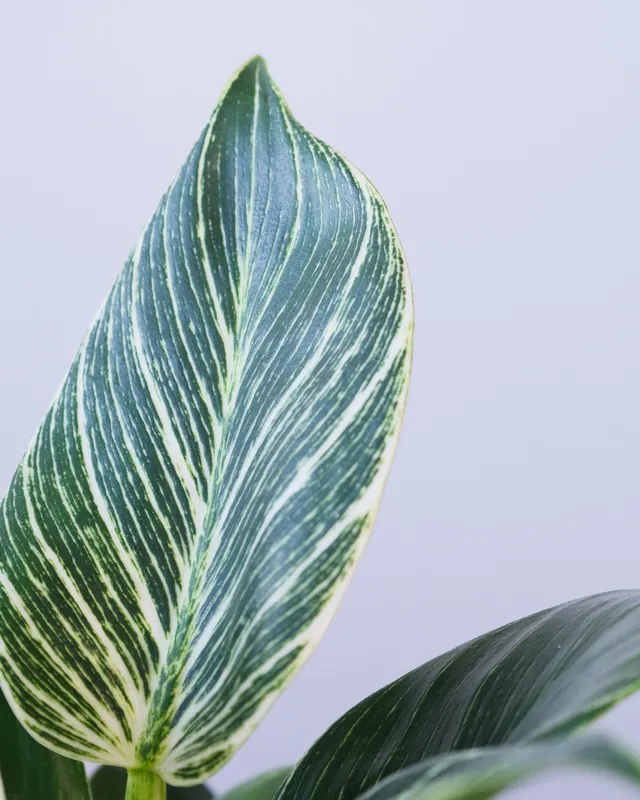 Close-up of a Philodendron Birkin leaf showing dark green surface with distinctive white pinstripe variegation