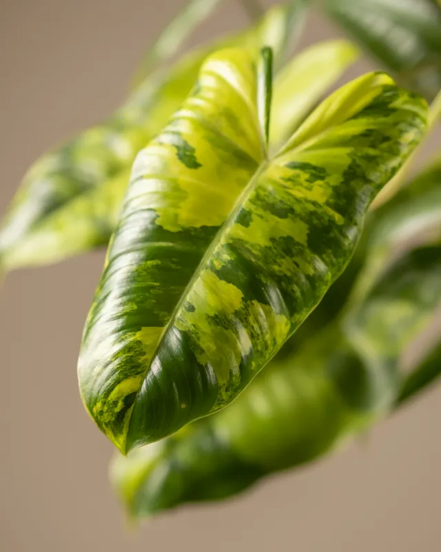 Close-up of a Philodendron Burle Marx leaf showing its rippled texture and green variegation against a neutral background