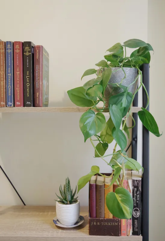 Heartleaf philodendron with glossy green heart-shaped leaves trailing from a shelf beside books