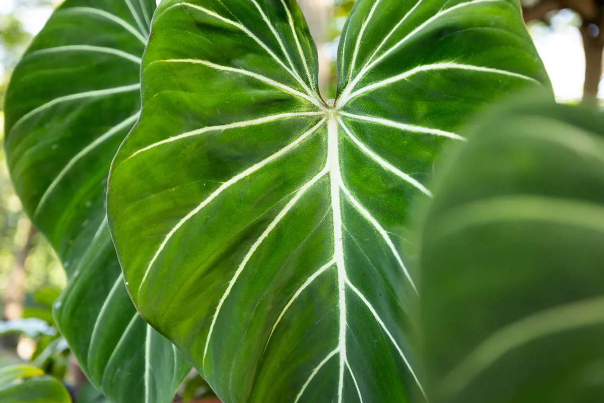 Close-up of a large heart-shaped Philodendron gloriosum leaf with prominent white veins on dark green velvety surface