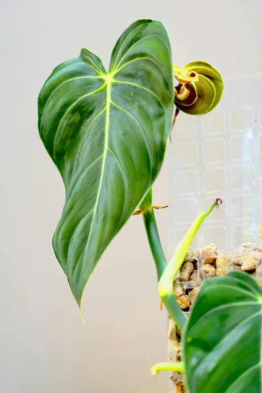 Philodendron melanochrysum plant with a large dark heart-shaped leaf and bright yellow-green veins climbing on a moss pole