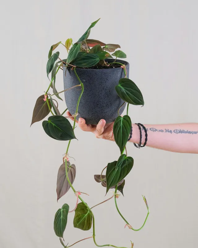 Philodendron micans trailing plant with velvety dark green and bronze heart-shaped leaves in a dark blue-grey pot, held by a hand