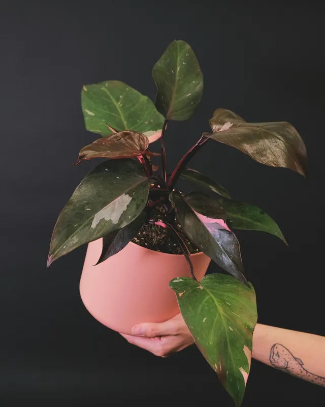 Philodendron Pink Princess plant with dark green and pink variegated leaves in a pink round pot, held by a hand against a dark background