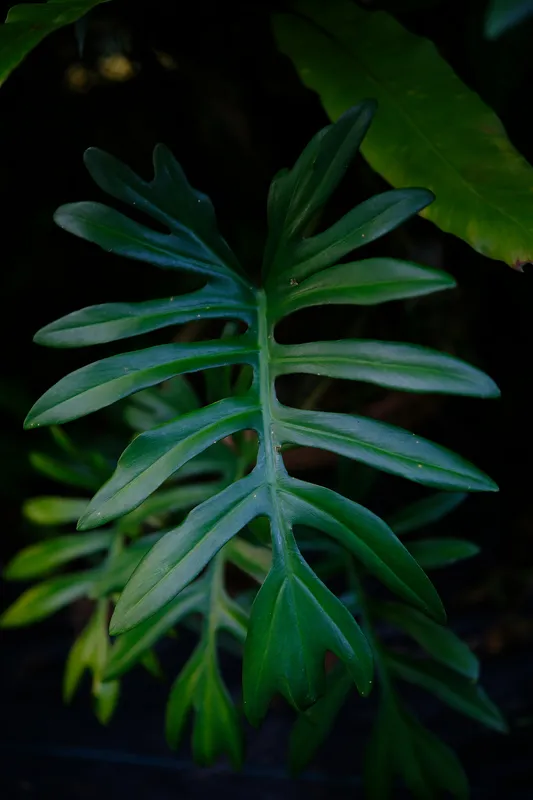 Close-up of a Philodendron Xanadu leaf showing its deeply lobed dark green foliage against a dark background