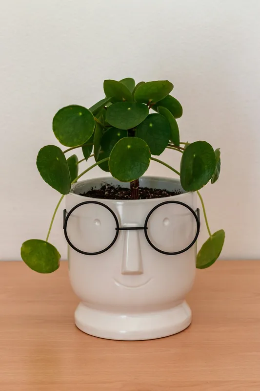 Pilea peperomioides plant with round coin-shaped leaves in a white ceramic face pot with glasses