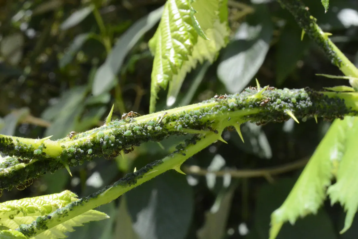 Close-up of green aphids and ants on a thorny plant stem showing a pest infestation