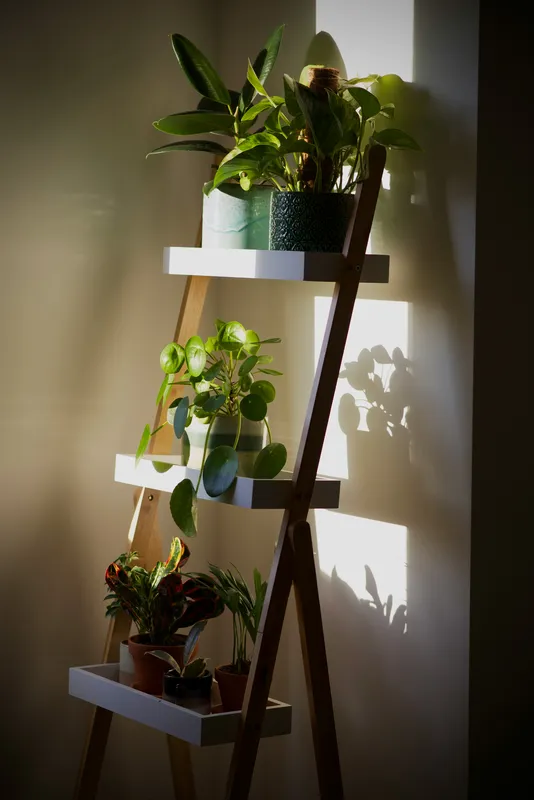 Wooden ladder plant shelf with multiple potted houseplants including pilea and tropical foliage arranged in a sunlit corner