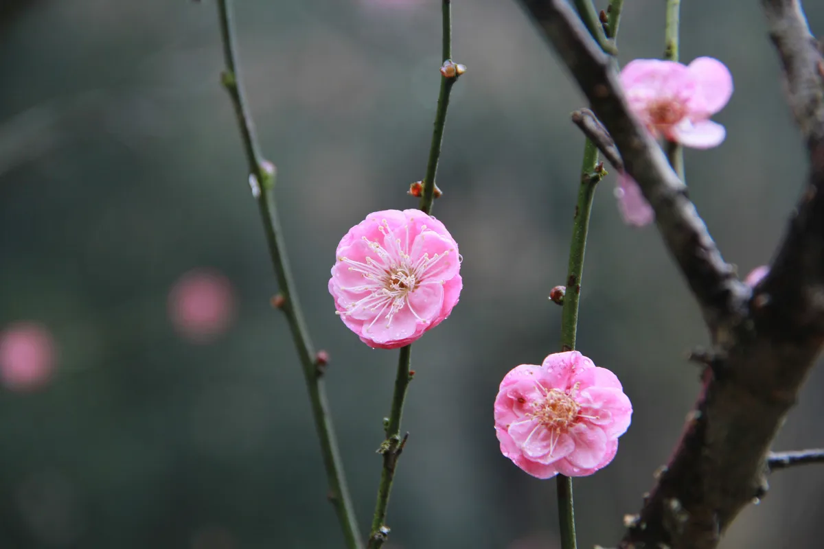 Delicate pink plum blossoms blooming on bare branches with soft green blurred background