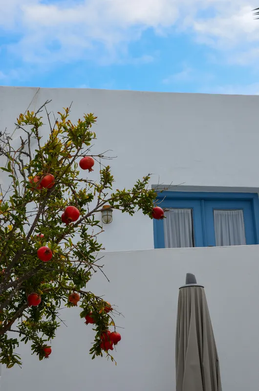 Ripe red pomegranate fruit hanging from a green-leafed pomegranate tree branch against a bright blue sky