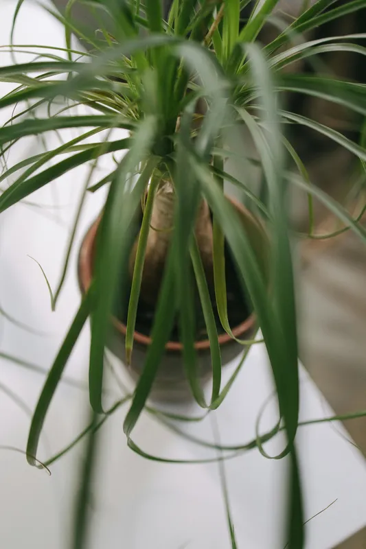 Top-down view of a ponytail palm with long cascading green leaves spilling over a terracotta pot on a white surface