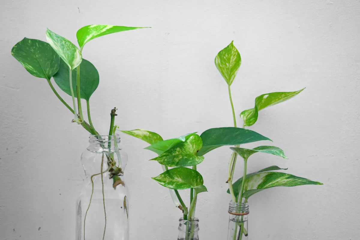 Three pothos cuttings with roots propagating in clear glass bottles of water against a white background