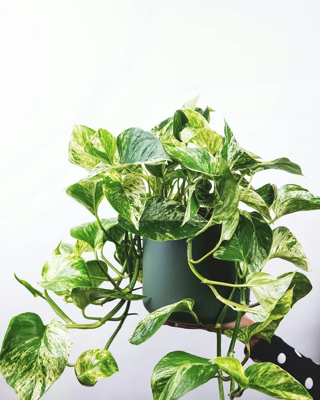 Lush marble queen pothos with green and white variegated leaves cascading from a dark green pot