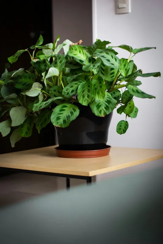 Lush Maranta prayer plant with patterned green leaves in a black pot on a wooden table indoors