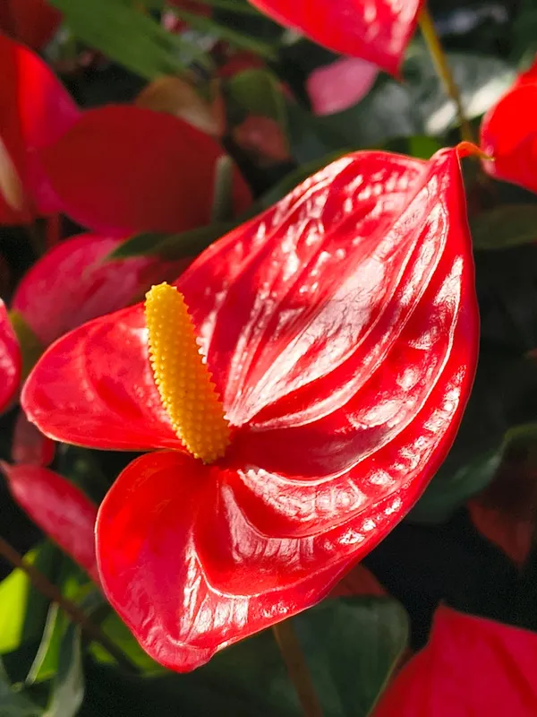 Close-up of a vibrant red anthurium flower with glossy heart-shaped spathe and yellow spadix