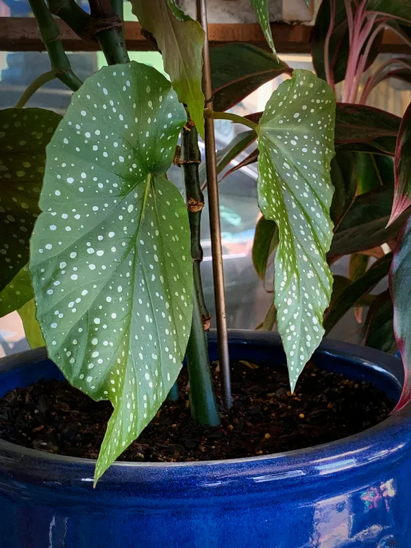 Begonia maculata with white polka dot spotted green leaves growing in a blue ceramic pot with a support stake