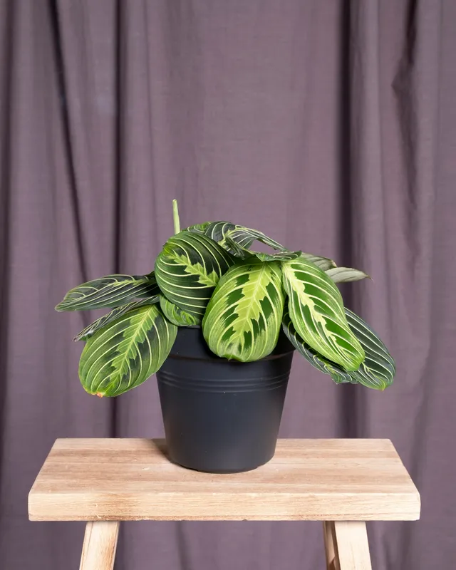Maranta leuconeura prayer plant with green and cream striped leaves in a matte black pot on a wooden stool against a mauve fabric backdrop