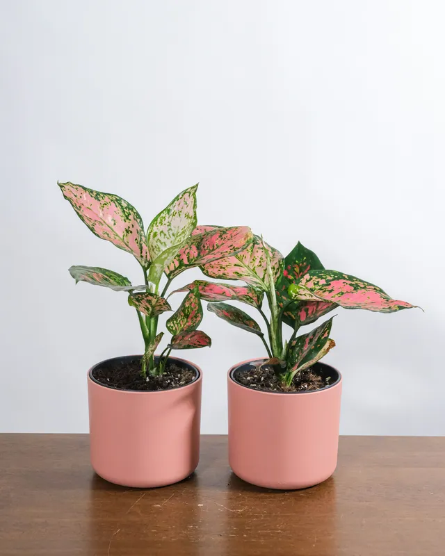 Aglaonema (Chinese Evergreen) plant with green and red variegated leaves in a brown clay pot