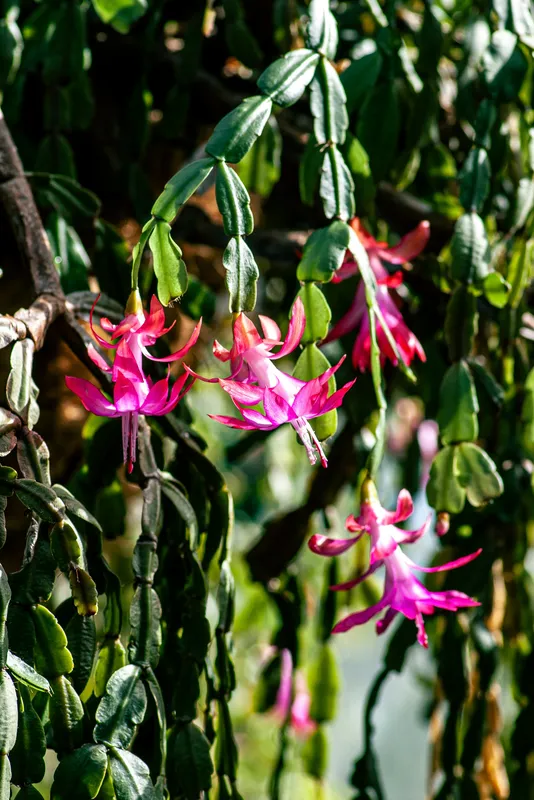 Christmas cactus with bright pink flowers blooming from cascading green segmented stems in sunlight