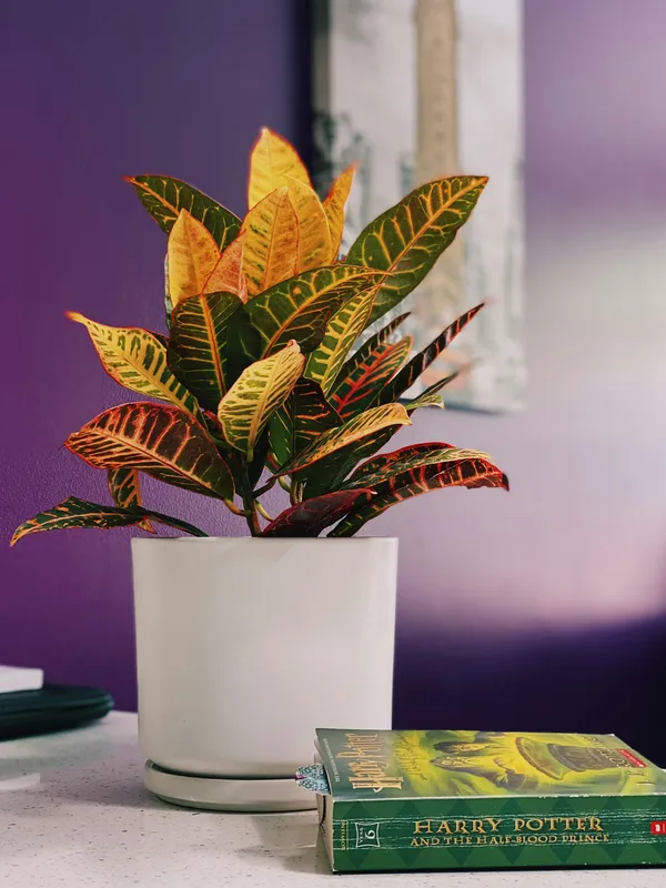 Colorful croton plant with yellow, orange, red and green variegated leaves in a white ceramic pot against a purple background