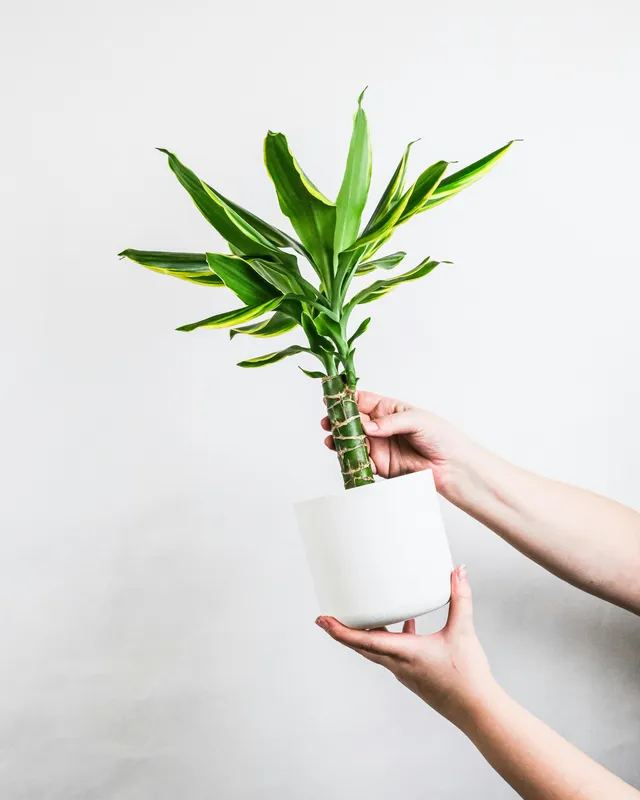 Hands holding a dracaena plant cutting with green leaves in a white pot, ready for propagation