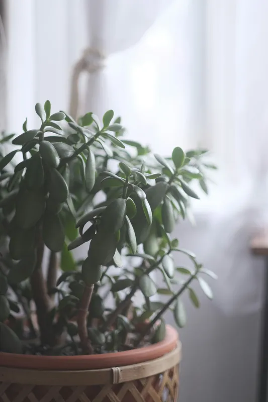 Mature jade plant with thick oval green leaves in a terracotta pot by a bright window