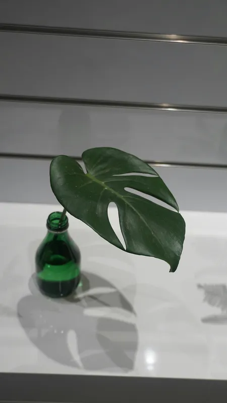 Green monstera leaf cutting rooting in a clear glass bottle filled with water
